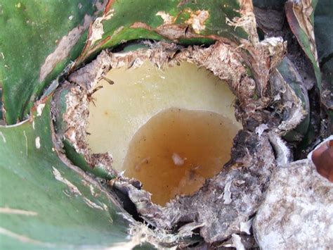 Proceso de extracción de aguamiel de un maguey