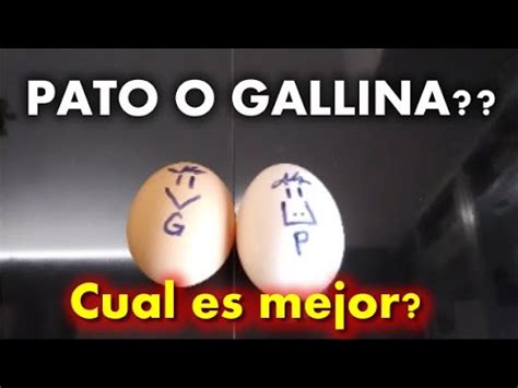Comparación nutricional entre huevos de pato y gallina