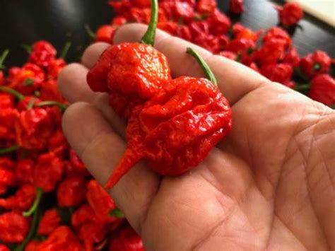 Chile Carolina Reaper, el más picante del mundo