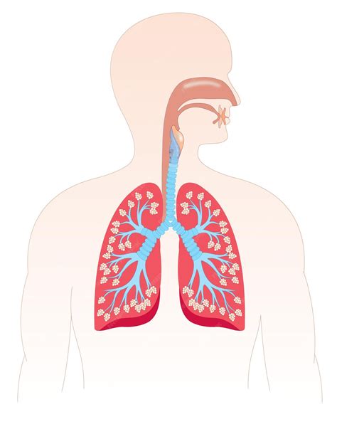 Sistema respiratorio humano