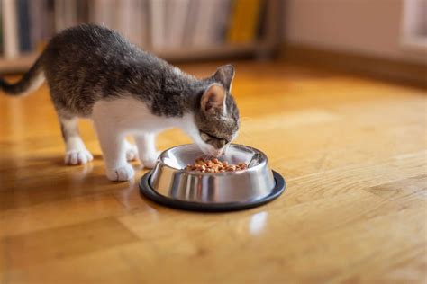 Gato comiendo croquetas caseras