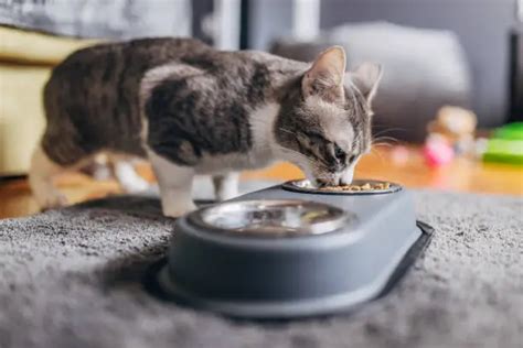 Gato comiendo en su tazón