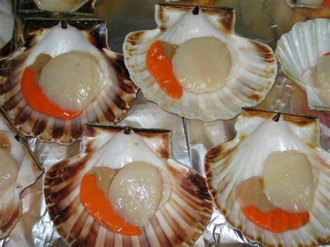 Vieiras frescas de Galicia