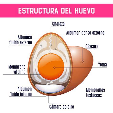 Estructura de un huevo y cómo verificar su frescura