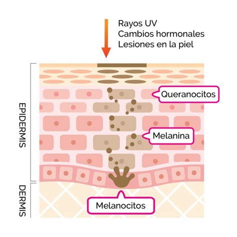 Diagrama de la formación de melanina en la piel