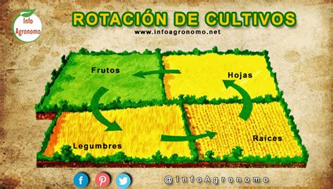 Infografía sobre rotación de cultivos con leguminosas