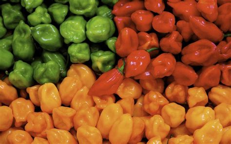 Chiles habaneros