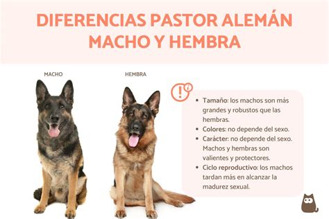 Comparativa de crecimiento y peso entre terneros macho y hembra