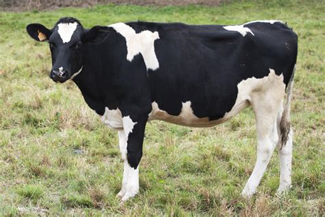 Vaca pinta asturiana