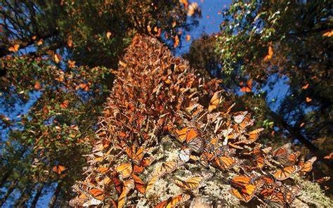 Mariposas monarca en el Santuario El Rosario, Michoacán, México