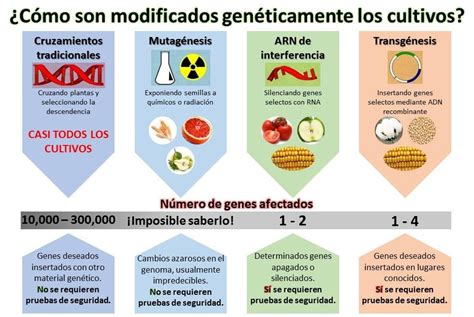 Cultivos genéticamente modificados y su impacto