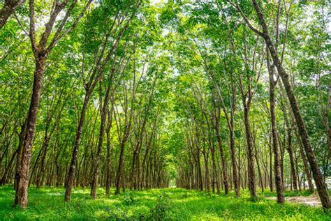Bosques gestionados de forma sostenible por Faber-Castell