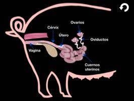 Esquema de las partes del aparato reproductor de una cerda