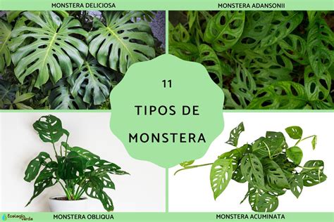 Tipos de manchas en hojas de Monstera y sus causas