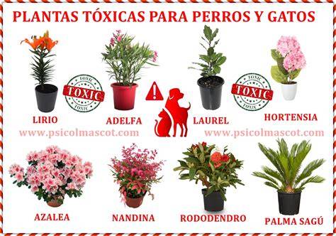 Plantas tóxicas para mascotas