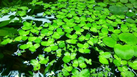 Planta de lenteja de agua Mankai