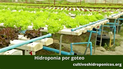 Cultivo hidropónico de lenteja de agua