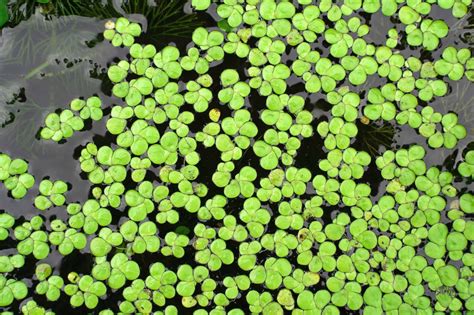Lenteja de agua en acuario