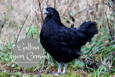 Fotografía comparativa de un huevo de gallina Ayam Cemani junto a un huevo normal