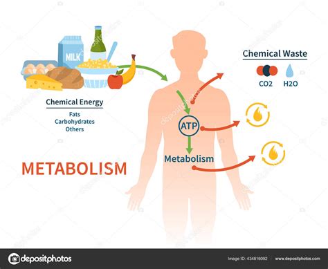 Infografía sobre alimentos que activan el metabolismo