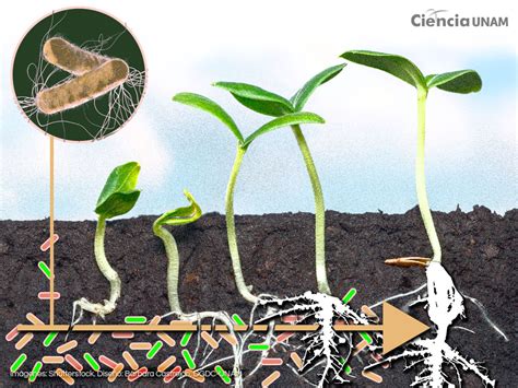 Micrografía de Rizobacterias Promotoras del Crecimiento de Plantas (PGPR)