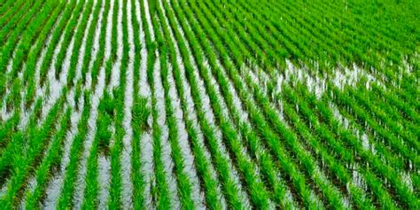 Campo de arroz en Ecuador