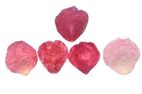 Detalle de pétalos de rosa cubiertos de azúcar cristalizada