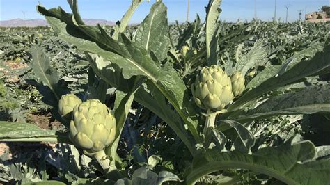Planta de alcachofa y sus componentes