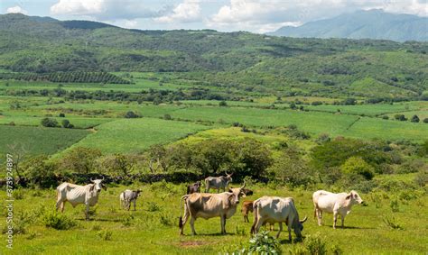 Campo verde con ganado pastando en Costa Rica