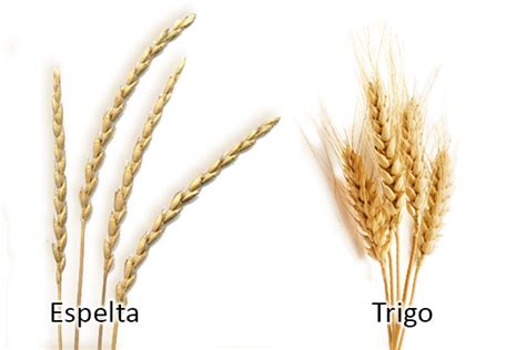 Grano de espelta y espiga
