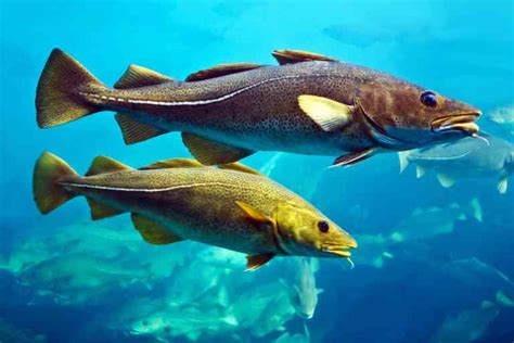 Bacalao de alta calidad capturado en las aguas del Atlántico Norte
