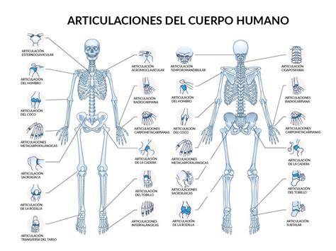 Esqueleto humano con énfasis en articulaciones