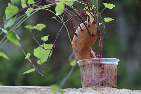Planta de boniato con síntomas de plaga