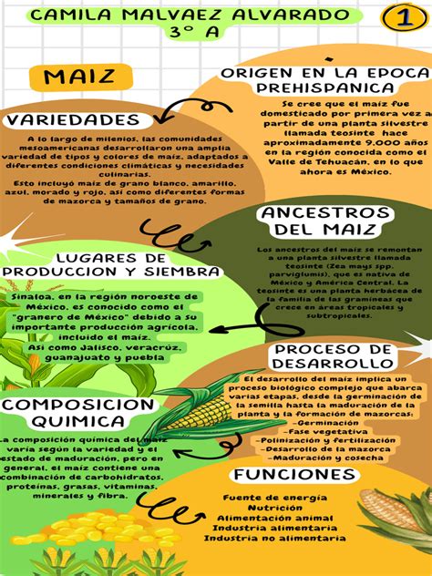 infografía sobre el origen y evolución del maíz