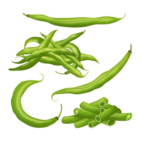 Ilustración de judías verdes frescas