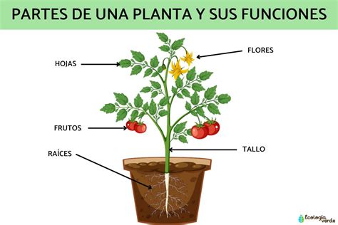 Esquema de las partes de la planta de alcachofa