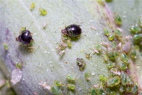 Insectos y enfermedades comunes que afectan a la alcachofa
