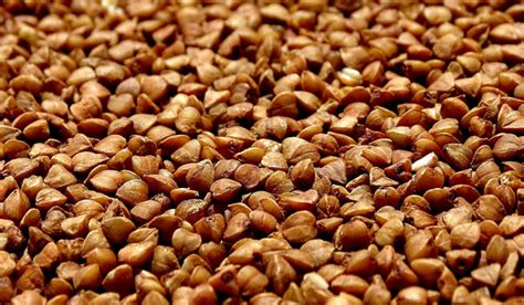 Grano de trigo sarraceno