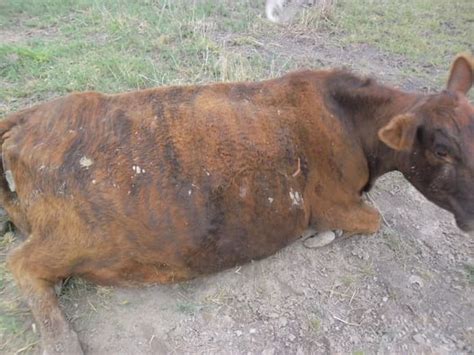 Ternero con abdomen distendido y postura de dolor