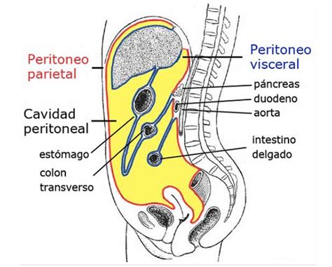 Ecografía abdominal mostrando líquido en la cavidad peritoneal
