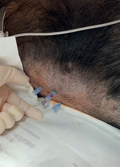 Equipo veterinario realizando abdominocentesis en un bovino