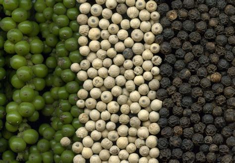 Esquema de las variedades de pimienta según su maduración