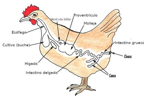 Esquema del sistema digestivo de un pollo