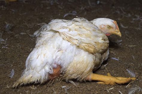 Gallina con buche distendido por buche agrio