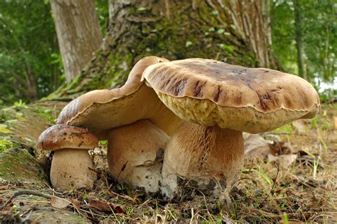 Limpieza de boletus edulis