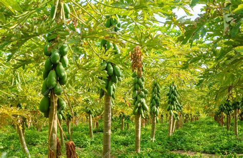 Plantación de papaya