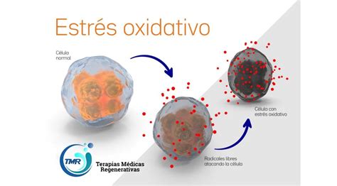 Esquema del estrés oxidativo y su impacto celular