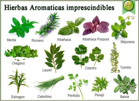 Hierbas aromáticas mediterráneas