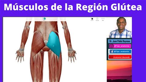 Visión general de la región glútea y sus límites