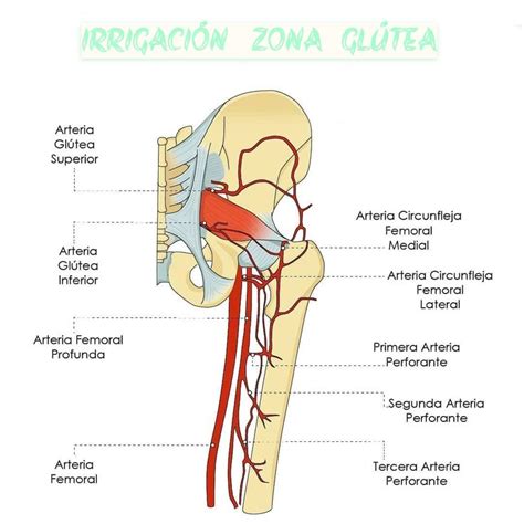 Esquema del origen y recorrido de la arteria glútea superior